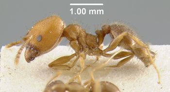 Media type: image;   Entomology 9129 Aspect: habitus lateral view